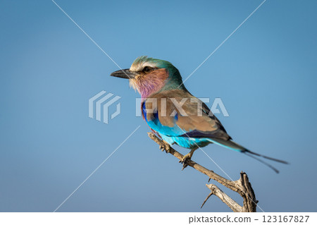 Lilac-breasted roller in profile on thin twig Lilac-breasted roller in profile on thin twig 123167827