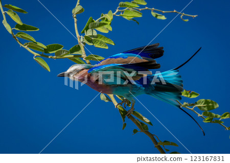 Lilac-breasted roller takes off from leafy twig 123167831