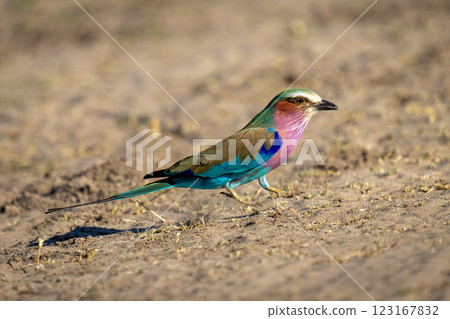 Lilac-breasted roller with catchlight jumping across track Lilac-breasted roller with catchlight jumping across track 123167832
