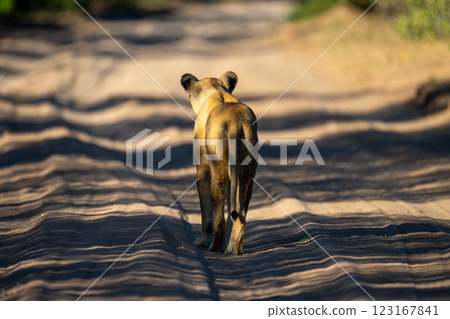 Lioness walks down sandy track facing away 123167841