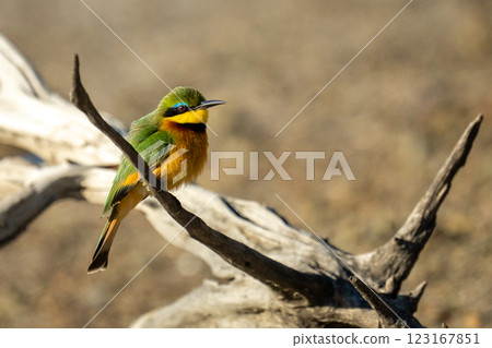 Little bee-eater with catchlight on dead log 123167851