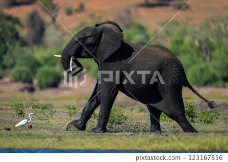 Male African bush elephant exits muddy wallow Male African bush elephant exits muddy wallow 123167856