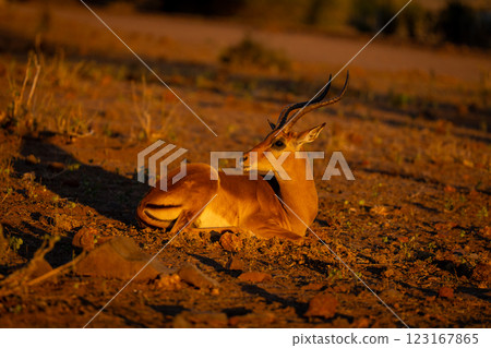 Male impala lies among rocks turning head Male impala lies among rocks turning head 123167865
