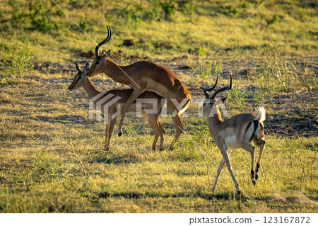 Male impala runs towards two others mating 123167872