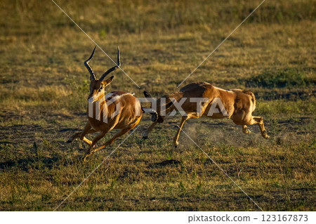Male impala sprints butting another with horns Male impala sprints butting another with horns 123167873