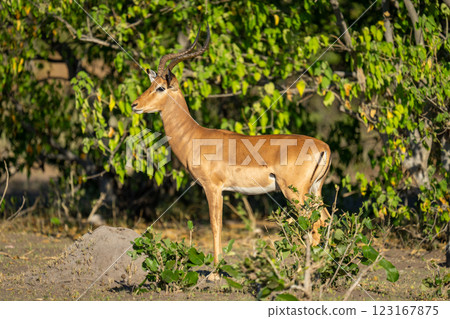 Male impala stands in profile in bushes Male impala stands in profile in bushes 123167875