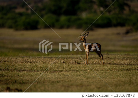 Male impala stands on floodplain near trees 123167878