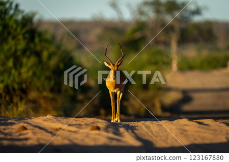 Male impala stands on track at dusk Male impala stands on track at dusk 123167880