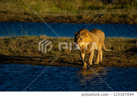 Male lion with catchlight crosses shallow stream Male lion with catchlight crosses shallow stream 123167894