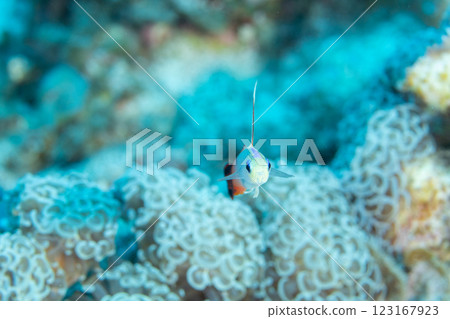 Hatatate goby, Ogasawara, Tokyo Hatatate goby, Ogasawara, Tokyo 123167923