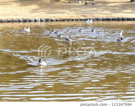 Winter migratory bird, Pintail duck, at Hamanoike Pond in Inage Seaside Park 123167994