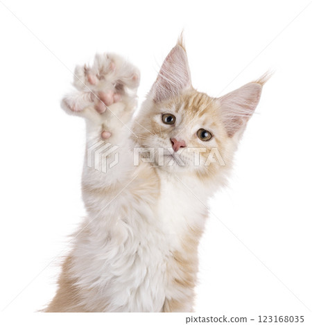 Maine Coon cat kiten on white 123168035