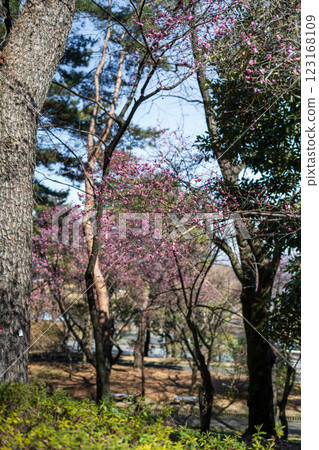 鮮紅的梅花在公園的一角靜靜地綻放 123168109