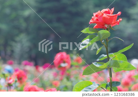 一朵紅玫瑰 123168386