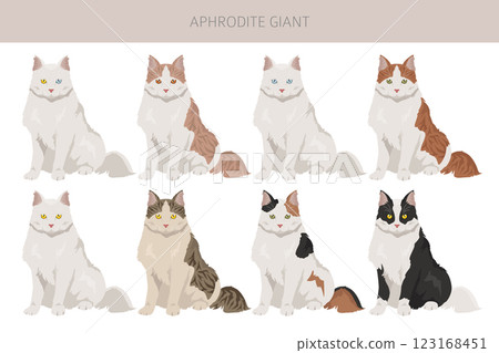 Aphrodite Giant. Cyprus cat clipart. All coat colors set.  All cat breeds characteristics infographic 123168451
