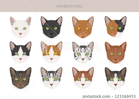 Arabian Mau cat clipart. All coat colors set.  All cat breeds characteristics infographic 123168453