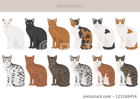 Arabian Mau cat clipart. All coat colors set. All cat breeds characteristics infographic Arabian Mau cat clipart. All coat colors set. All cat breeds characteristics infographic 123168454