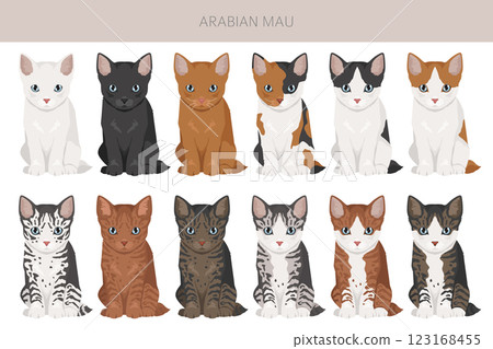 Arabian Mau cat clipart. All coat colors set.  All cat breeds characteristics infographic 123168455