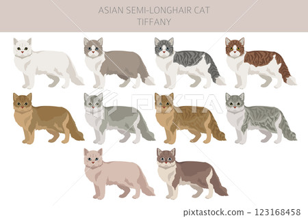 Tiffany Cat, Asian semi-longhair cat Tiffanie clipart. All coat colors set.  All cat breeds characteristics infographic 123168458