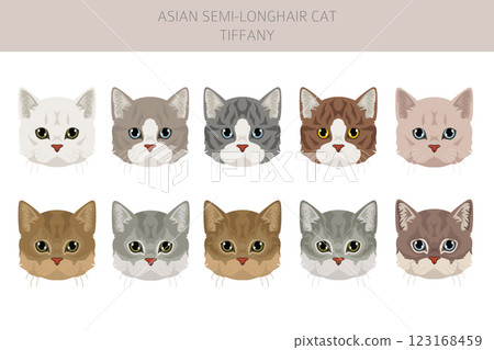 Tiffany Cat, Asian semi-longhair cat Tiffanie clipart. All coat colors set. All cat breeds characteristics infographic Tiffany Cat, Asian semi-longhair cat Tiffanie clipart. All coat colors set. All cat breeds characteristics infographic 123168459
