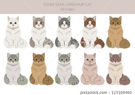 Tiffany Cat, Asian semi-longhair cat Tiffanie clipart. All coat colors set.  All cat breeds characteristics infographic 123168460
