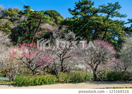 Atami Plum Garden, Atami City, Shizuoka Prefecture, Plum grove in the central square, Early-blooming plums Atami Plum Garden, Atami City, Shizuoka Prefecture, Plum grove in the central square, Early-blooming plums 123168528