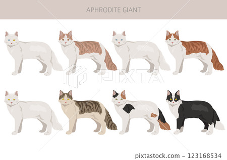 Aphrodite Giant. Cyprus cat clipart. All coat colors set.  All cat breeds characteristics infographic 123168534