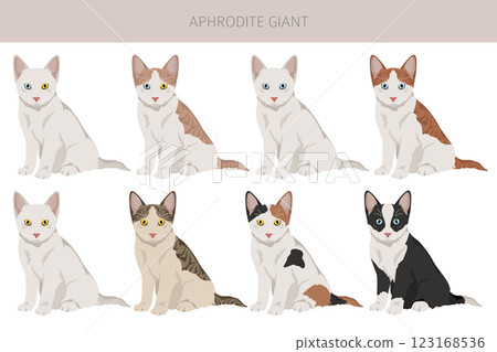 Aphrodite Giant. Cyprus cat clipart. All coat colors set.  All cat breeds characteristics infographic 123168536