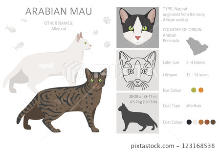 Arabian Mau cat clipart. All coat colors set. All cat breeds characteristics infographic Arabian Mau cat clipart. All coat colors set. All cat breeds characteristics infographic 123168538