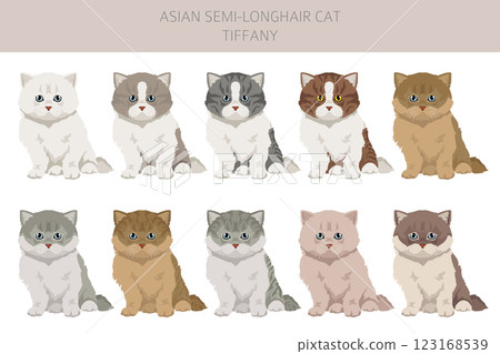 Tiffany Cat, Asian semi-longhair cat Tiffanie clipart. All coat colors set. All cat breeds characteristics infographic Tiffany Cat, Asian semi-longhair cat Tiffanie clipart. All coat colors set. All cat breeds characteristics infographic 123168539