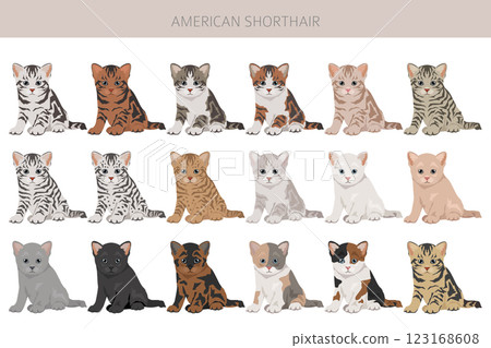 American Shorthair cat clipart. All coat colors set. All cat breeds characteristics infographic American Shorthair cat clipart. All coat colors set. All cat breeds characteristics infographic 123168608