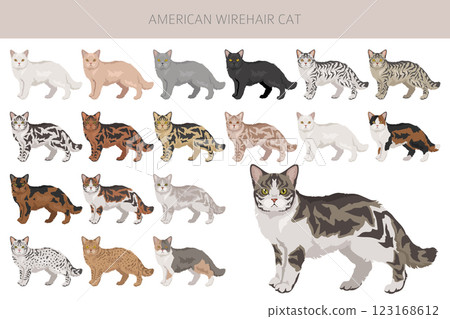 American Wirehair cat clipart. All coat colors set.  All cat breeds characteristics infographic 123168612