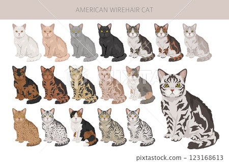 American Wirehair cat clipart. All coat colors set. All cat breeds characteristics infographic American Wirehair cat clipart. All coat colors set. All cat breeds characteristics infographic 123168613
