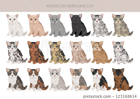 American Wirehair cat clipart. All coat colors set.  All cat breeds characteristics infographic 123168614