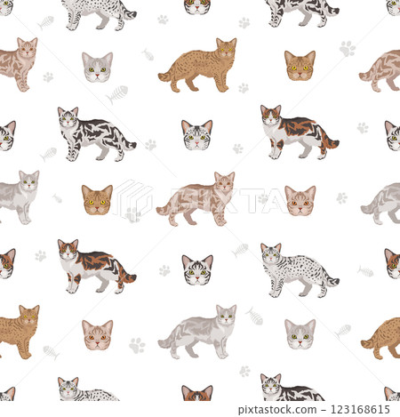 American Wirehair cat seamless pattern. All coat colors set. All cat breeds characteristics infographic American Wirehair cat seamless pattern. All coat colors set. All cat breeds characteristics infographic 123168615