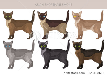 Asian shorthair smoke cat clipart. All coat colors set. All cat breeds characteristics infographic Asian shorthair smoke cat clipart. All coat colors set. All cat breeds characteristics infographic 123168616