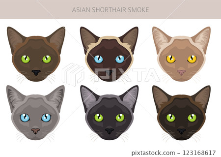 Asian shorthair smoke cat clipart. All coat colors set. All cat breeds characteristics infographic Asian shorthair smoke cat clipart. All coat colors set. All cat breeds characteristics infographic 123168617