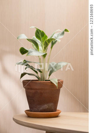 Aglaonema commutatum or Silver Queen. 123168693