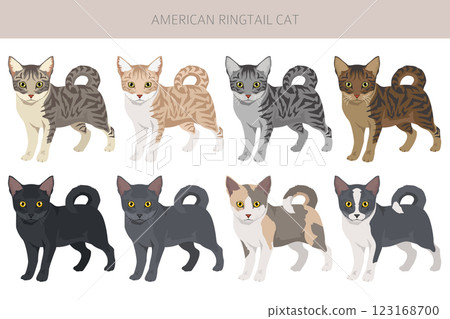 American Ringtail cat clipart. All coat colors set.  All cat breeds characteristics infographic 123168700