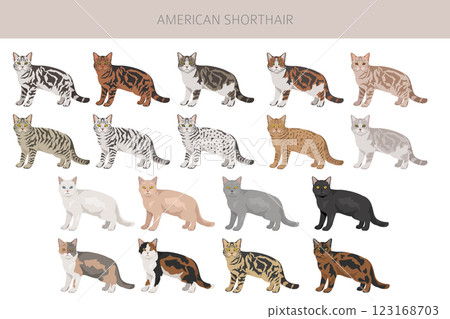 American Shorthair cat clipart. All coat colors set. All cat breeds characteristics infographic American Shorthair cat clipart. All coat colors set. All cat breeds characteristics infographic 123168703