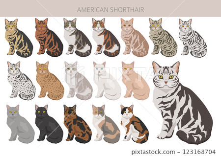 American Shorthair cat clipart. All coat colors set. All cat breeds characteristics infographic American Shorthair cat clipart. All coat colors set. All cat breeds characteristics infographic 123168704