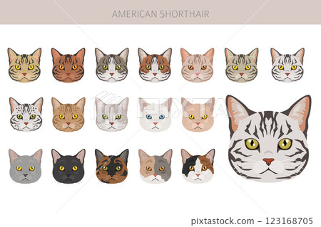 American Shorthair cat clipart. All coat colors set.  All cat breeds characteristics infographic 123168705
