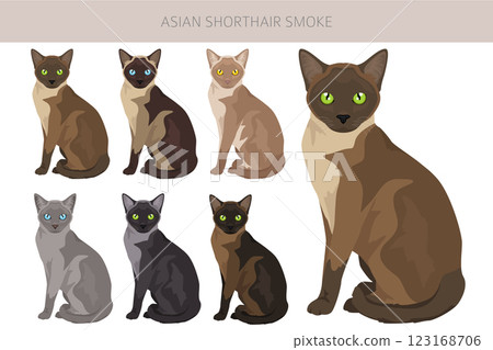 Asian shorthair smoke cat clipart. All coat colors set. All cat breeds characteristics infographic Asian shorthair smoke cat clipart. All coat colors set. All cat breeds characteristics infographic 123168706