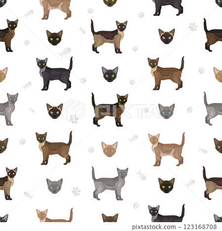 Asian shorthair smoke cat seamless pattern. All coat colors set.  All cat breeds characteristics infographic 123168708