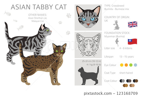 Asian shorthair Tabby cat clipart. All coat colors set. All cat breeds characteristics infographic Asian shorthair Tabby cat clipart. All coat colors set. All cat breeds characteristics infographic 123168709
