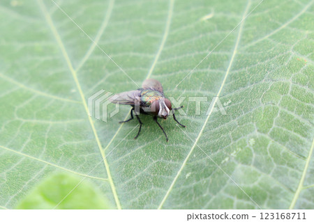 一隻聖甲蟲蠅停在一片葉子上 一隻聖甲蟲蠅停在一片葉子上 123168711