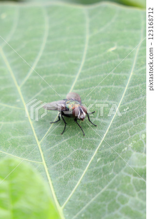 一隻聖甲蟲蠅停在一片葉子上 123168712