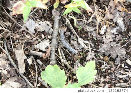 千足蟲 千足蟲 123168774