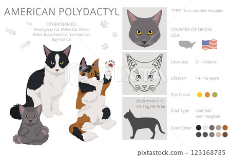 American Polydactyl cat clipart. All coat colors set.  All cat breeds characteristics infographic 123168785