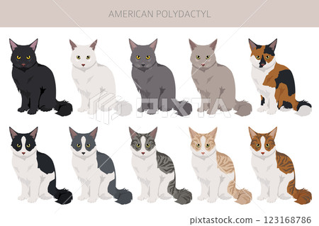 American Polydactyl cat clipart. All coat colors set.  All cat breeds characteristics infographic 123168786